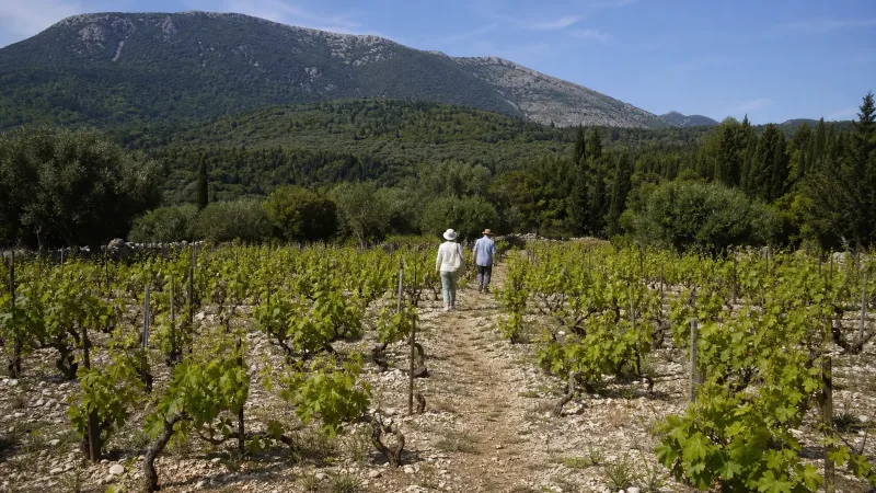Two walkers crossing a Robola vineyard below Mount Ainos in Kefalonia in late spring