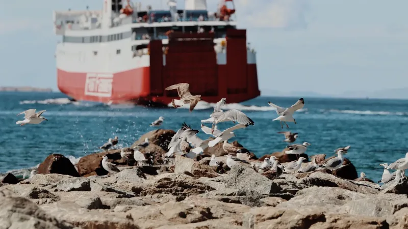 Seabirds lifting from the rocks as a ferry approaches Naxos harbour